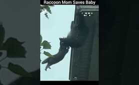 Raccoon Mom Saves Baby #shorts #FY #youtubeshorts #FYP