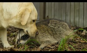 No One Thought a Dog and a Raccoon Could Be Friends  But Look at Them Now!
