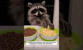 Rescued a trapped raccoon #lovestory #animals  #wildliferescue #wildlife #cute #raccoon #love