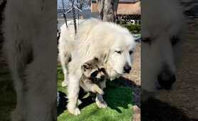 A disabled raccoon falls in love with a dog.#animals #raccoon #dog #rescue #love #shorts