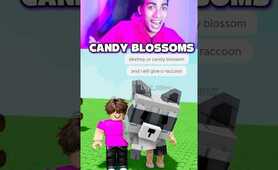 RACCOON for CANDY BLOSSOM in Grow a Garden 