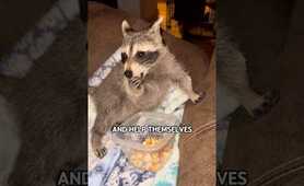 Why do raccoons love to wash things?#shortvideo #shorts #fyp #raccoon #funny #animals #cute #pets
