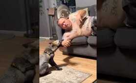 Fox and Raccoon Brothers Annoy Owner