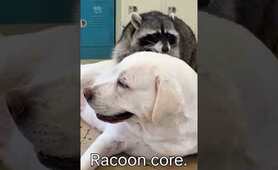 Every raccoon deserves endless love 