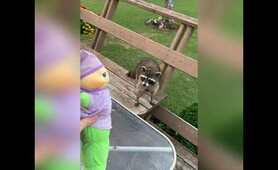 Raccoon Finds Love At Last (SOUND ON)