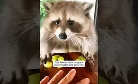 A raccoon fell from the rooftop and then chose to stay with family