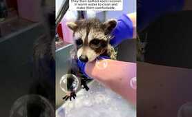 A family of raccoons fell through the house's roof and then...