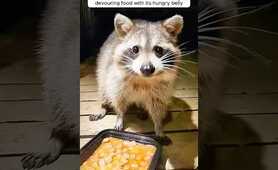 A trapped raccoon entered a house seeking help and then ...