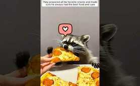 A family found a baby raccoon lying alone in their garden