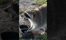 Love raccoons! #nature #wildlife #raccoongirl #raccoonshorts #raccoonvideos #raccoon #raccoons
