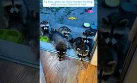 This family rescued three baby raccoons hiding in their attic and then&hellip;