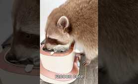 love raccoons so much 