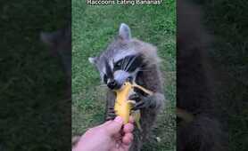 Raccoons Love Bananas!