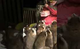 Grandpa has been feeding a group of raccoons for then years. #animals #love #raccoon #cute #shorts