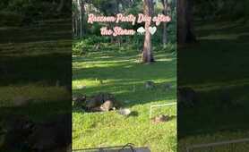 Raccoons Dinner Like #raccoon #cute #love #viral #trending #shorts