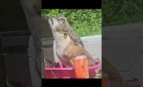 I LOVE RACCOONS ~ Billy Raccoon is the star in this short film  #animallover #Blessed