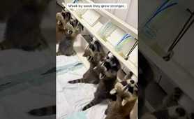 They found baby raccoons crying inside paper packages and then...