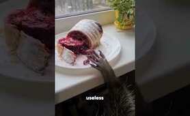 Raccoons love to wash things, no matter what they get their hands on.#raccoon#animal#shorts #usa