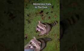 Little Friendly Wild Raccoons