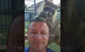 A healing story. #animals #warm #fypage #cute #raccoon #love #short