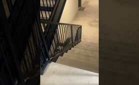 Funny Raccoons Chase Girl Down Stairs!