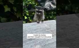 Raccoon Begs for a Piece of Pizza #Shorts