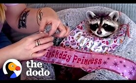 Raccoon Is Such A Daddy's Girl | The Dodo