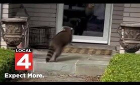 Rabid raccoon terrorizes neighborhood in Troy