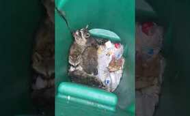 Girl finds family of raccoons hiding in her trash can.