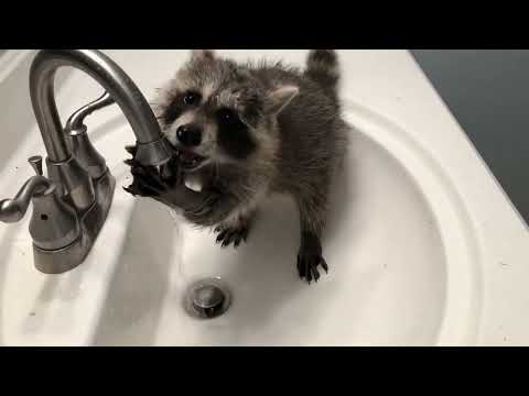 Cute/Funny Raccoon Videos
