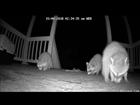 Wild Raccoons swarm my apartment! *caught on camera*