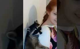 Raccoon squeezes between girl and wall. New raccoons in house funny video