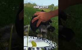 This woman comforted this raccoon at the end 