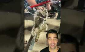 Rabies and a Racoon Bite