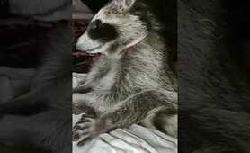 sweet girl ☺️ #cute #sweet #raccoon #raccoons #trashpanda #petlover #bedtimestory