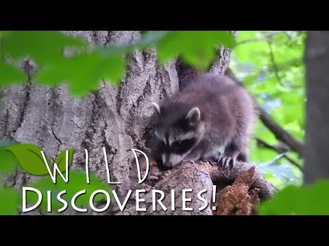 Baby Raccoons in My Backyard!! • Wild Discoveries! 