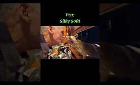 My Girl Pat! #trashpandas #raccoon #lotorlanding #wildlife #raccoons #pat