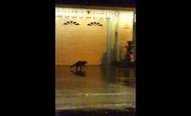 Girl goes insane over raccoons