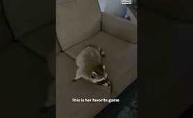 Weird Raccoon Loves Being Tossed On Sofa