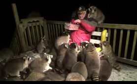 Man surrounded by more than 30 raccoons|He feeds hot dogs every day Very Hungry #AmazingInternetDose