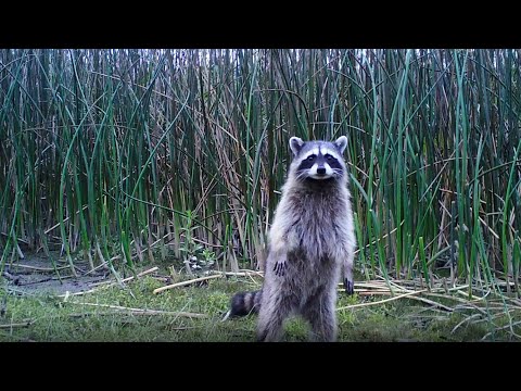 Raccoons in the Wild