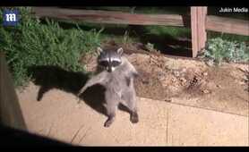 Legendary Raccoon Freeze