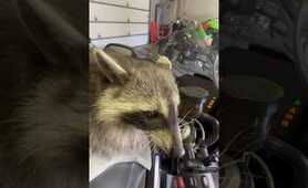Raccoon Turns On S1000rr