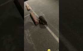 Raccoon Wanted To Play Tag with a soldier #raccoon #funnyshorts #shortsfeed