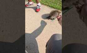 I&rsquo;ll Shoot You AND Your Raccoon!