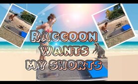 Racoon wants my shorts