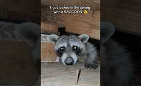 A raccoon attacked me and gave me rabies: