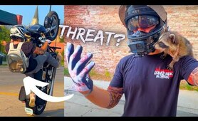 "I'll Shoot You AND YOUR RACCOON!"