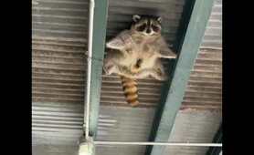 Raccoon Heist Gone Wrong