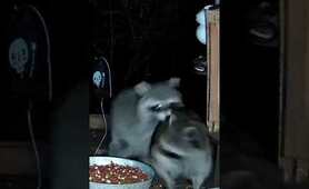 Raccoons fighting and screaming. #shorts